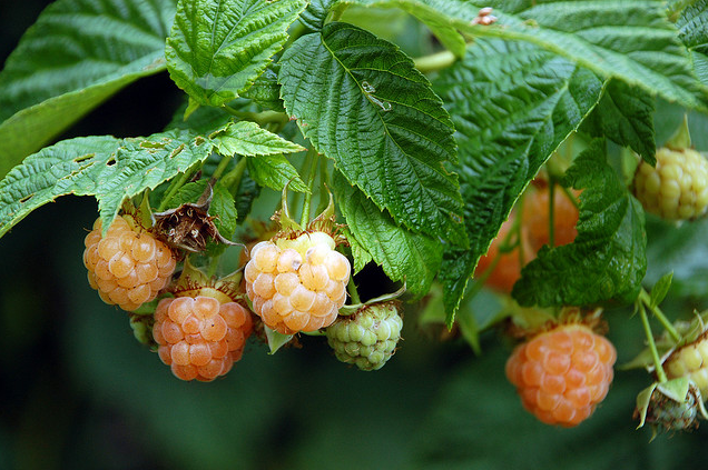 Young golden raspberries at Crow's Nest via jmcc2009.
